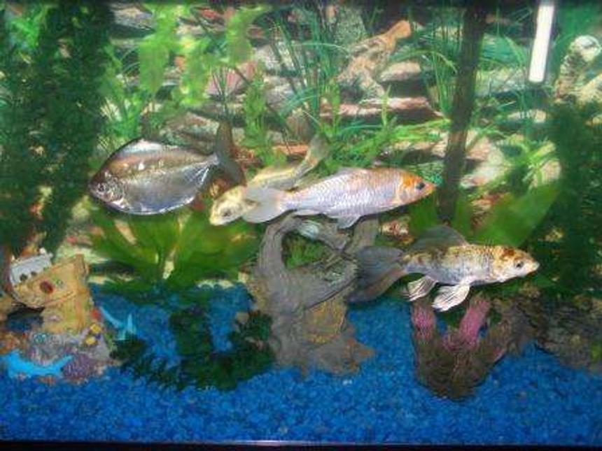 Rated #2203: Freshwater Fish - Metynnis Argenteus - Silver Dollar Stocking In 30 Gallons Tank - Koi and Silver Dollar tank