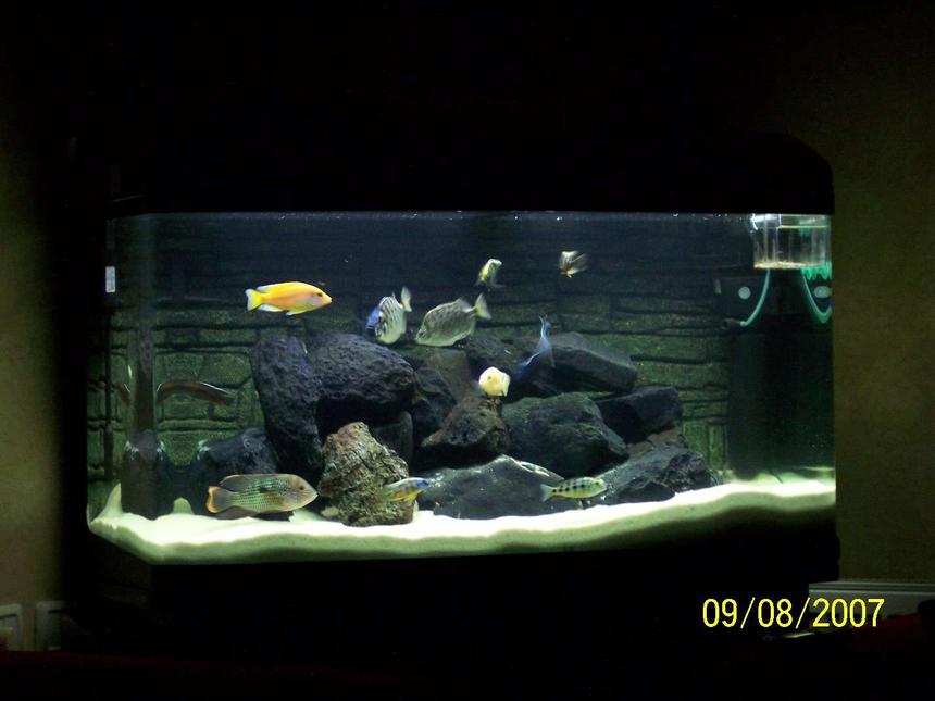 Rated #51: 65 Gallons Freshwater Fish Tank - ciclids tank