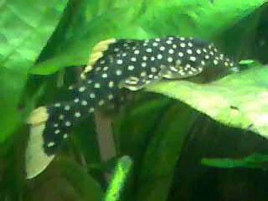 Rated #2091: Freshwater Fish - Baryancistrus Sp. - Gold Nugget Pleco (l-18) Stocking In 40 Gallons Tank - my golden pleco who passed away last year