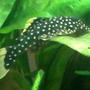 freshwater fish - baryancistrus sp. - gold nugget pleco (l-18) stocking in 40 gallons tank - my golden pleco who passed away last year
