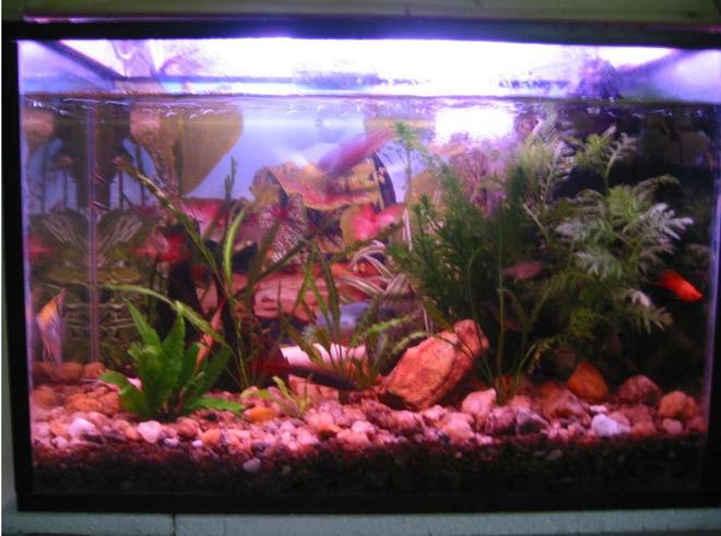 21 gallons planted tank (mostly live plants and fish) - same tank. the tank in image1 with a little more plants and stuff