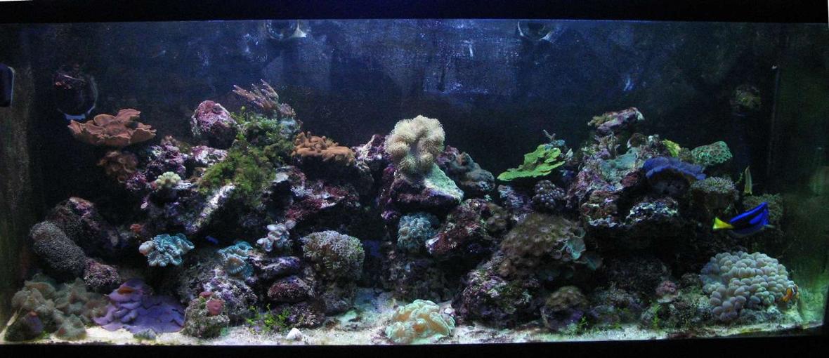 120 gallons reef tank (mostly live coral and fish) - This is a full tank shot.