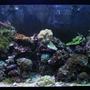 120 gallons reef tank (mostly live coral and fish) - This is a full tank shot.