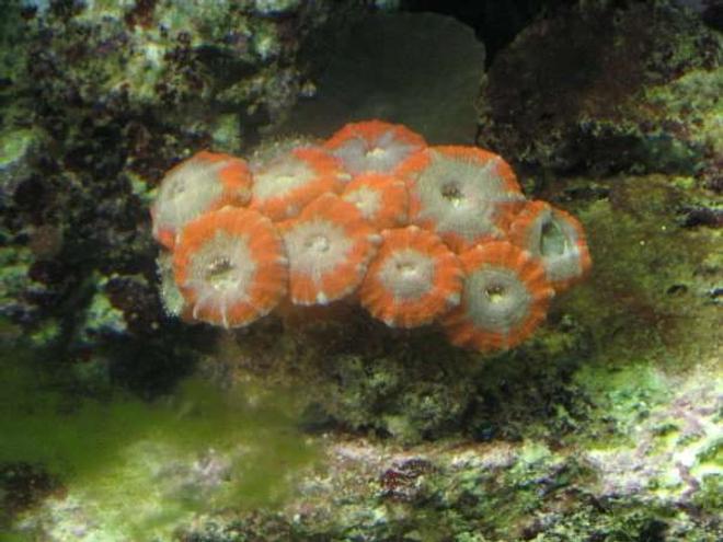 corals inverts - acanthastrea lordhowensis - aussie acan lord stocking in 120 gallons tank - My Acans.