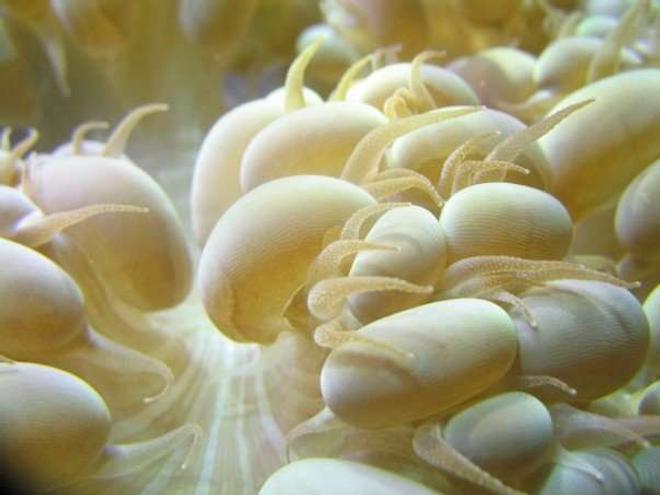 corals inverts - plerogyra sinuosa - bubble coral, white stocking in 120 gallons tank - Close up on bubble coral.