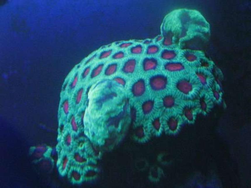 Rated #202: Corals Inverts - Favites Sp. - Brain Coral Stocking In 120 Gallons Tank - Favia under actinics.