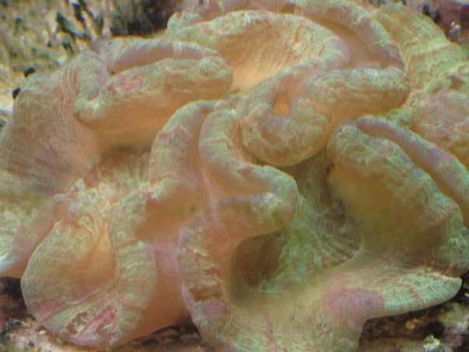 corals inverts - trachyphyllia radiata - brain coral, wellsophyllia stocking in 120 gallons tank - Open brain!