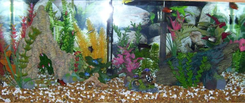 Rated #3841: 20 Gallons Freshwater Fish Tank - 20 gal... have any suggestions? Looking for new ideas for my new addiction...