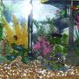 20 gallons freshwater fish tank (mostly fish and non-living decorations) - 20 gal... have any suggestions? Looking for new ideas for my new addiction...