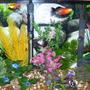 20 gallons freshwater fish tank (mostly fish and non-living decorations) - close up, I like color