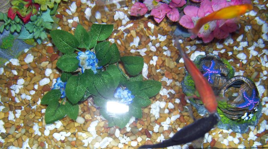 Rated #2475: Freshwater Fish - Poecilia Latipinna - Black Molly Stocking In 20 Gallons Tank - a few mollies from above