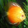 freshwater fish - symphysodon sp. - red marlboro discus stocking in 210 gallons tank - Marlboro Red Discus