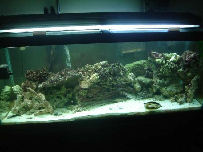 75 gallons saltwater fish tank (mostly fish, little/no live coral) - This is another picture of my 75 gallon tank.