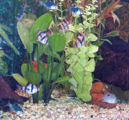 freshwater fish - puntius tetrazona - tiger barb stocking in 40 gallons tank - The Tiger Barbs