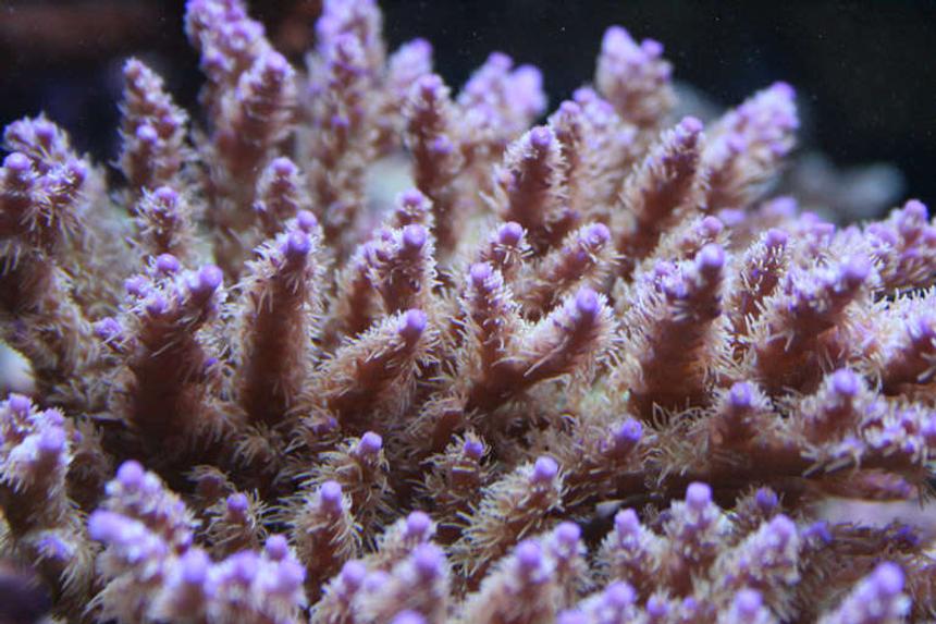 Rated #15: Corals Inverts - Acropora Sp. - Acropora Coral, Brown Stocking In 210 Gallons Tank - My Chips Acro from ORA