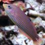 saltwater fish - pseudocheilinus hexataenia - six line wrasse stocking in 210 gallons tank - Mel Wrasse