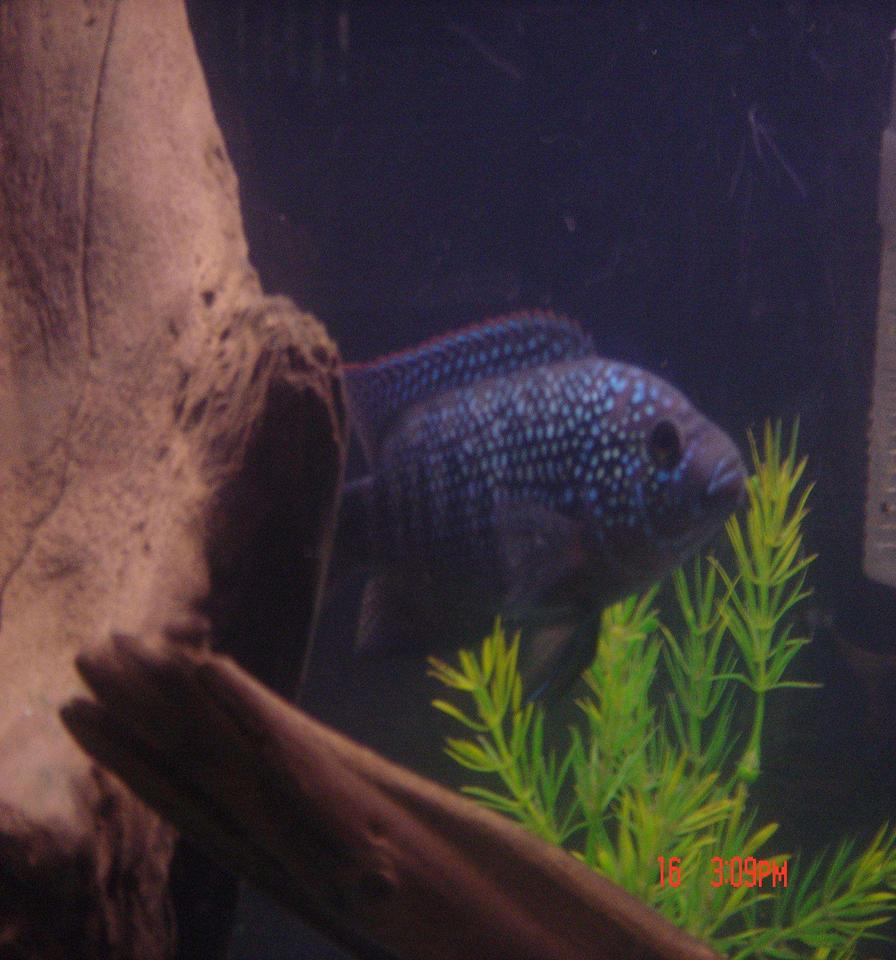 Rated #1707: Freshwater Fish - Nandopsis Octofasciatum - Jack Dempsey Stocking In 55 Gallons Tank - Buckwheat. My Jack Dempsey