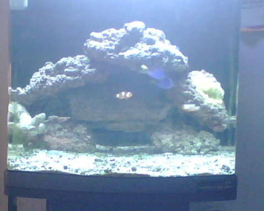Rated #197: 24 Gallons Reef Tank - 2 percula clowns, 2 blue hippo's, 1 cleaner shrimp, 20 hermits, 20 lbs of live rock, yellow with pink tips carpet anemone. 24 gallons nano-cube