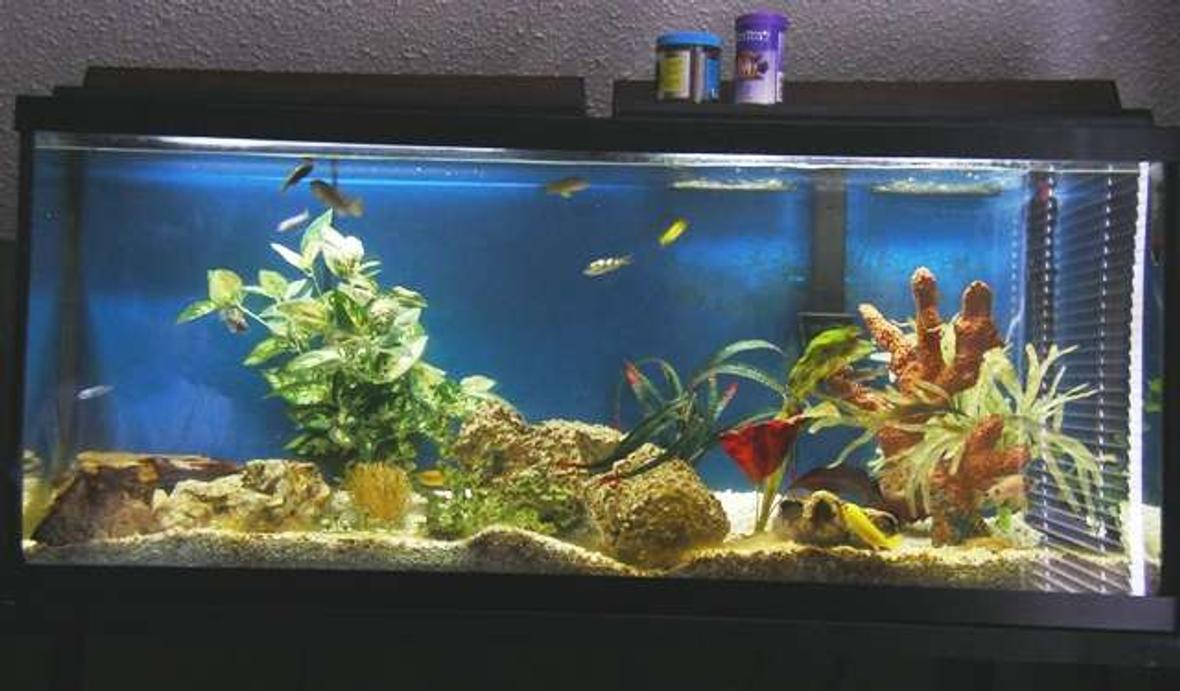 55 gallons freshwater fish tank (mostly fish and non-living decorations) - pic of my african fish tank
