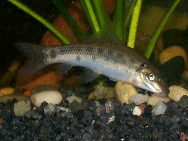 freshwater fish - gyrinocheilos aymonieri - chinese algae eater stocking in 30 gallons tank - chinese algea eater he's a big boy!