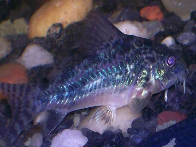 freshwater fish - corydoras paleatus - peppered cory cat stocking in 30 gallons tank - peppered cory