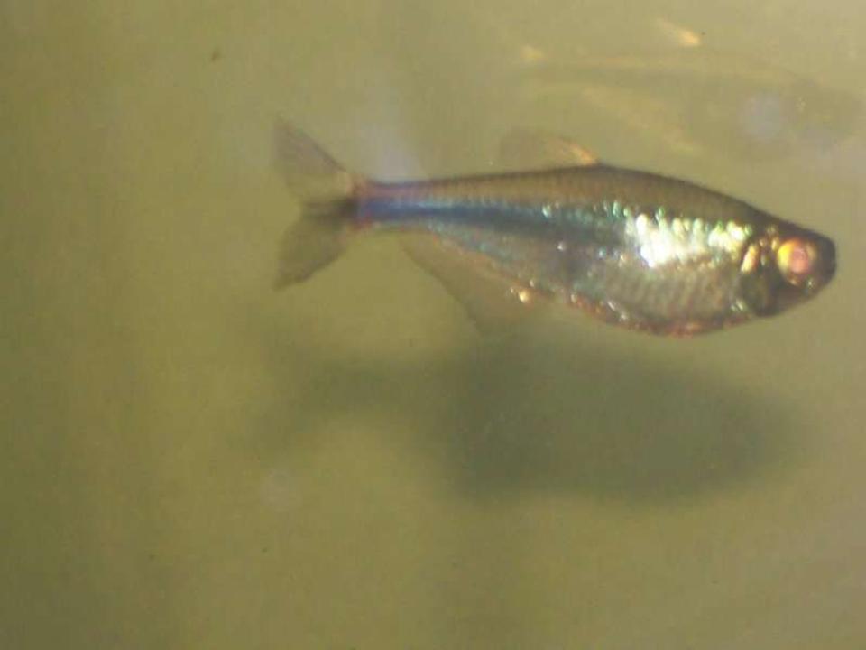 freshwater fish - boehlkea fredcochui - blue tetra stocking in 30 gallons tank - my blue tetra...lot more blue in person