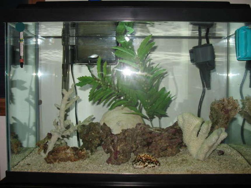 Rated #96: 20 Gallons Saltwater Fish Tank - My Tank