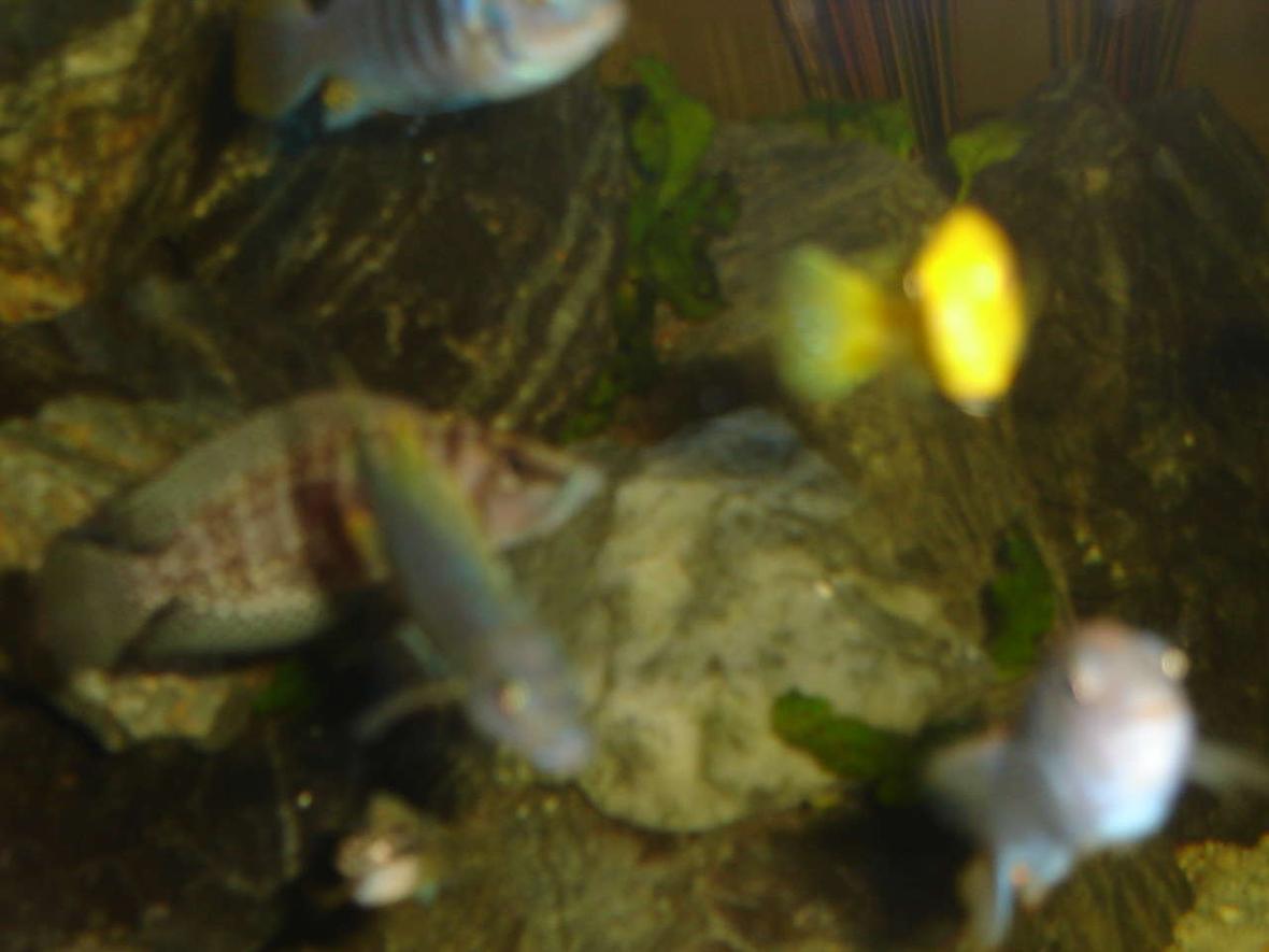 freshwater fish - altolamprologus calvus - calvus cichlid stocking in 42 gallons tank - black calvus