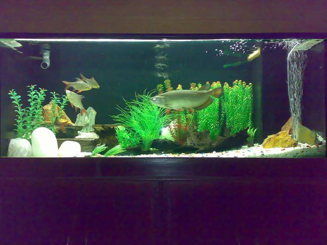 260 gallons freshwater fish tank (mostly fish and non-living decorations) - Arowana Tank with four Tinfoils