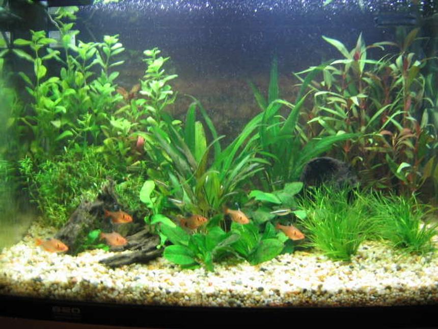 Rated #110: 25 Gallons Planted Tank - This is my first ever aquarium.  90 litres, Aqua One tank.  A work in progress...learning as I go.  Currently have 8 serpaes, 10 black neons, 2 albino cories and 2 otos.  Only problem is, now I'm hooked and want another, bigger aquarium!