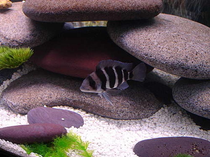 Rated #33: Freshwater Fish - Cyphotilapia Frontosa - Frontosa Cichlid Stocking In 72 Gallons Tank - frontosa