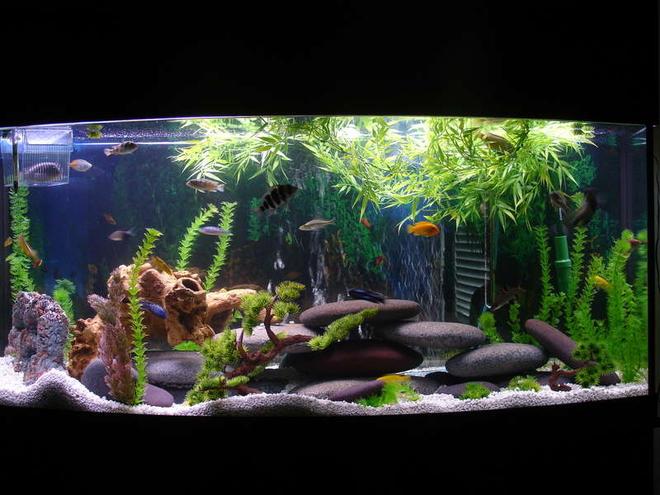 72 gallons freshwater fish tank (mostly fish and non-living decorations) - whole tank view