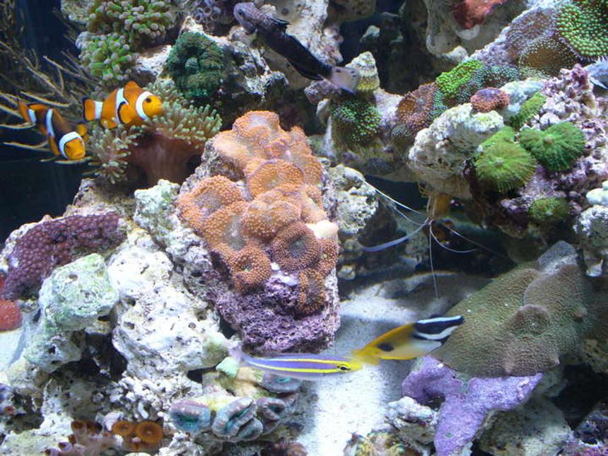 Rated #43: Corals Inverts - Ricordea Yuma - Flower / Ricordea Mushroom, Green Stocking In 45 Gallons Tank - clowns ,anemone ,ricordea