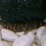 freshwater fish - pangio sp. - black kuhlii loach - ..Khulie Loach..