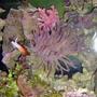 corals inverts - macrodactyla doreensis - long tentacle anemone, purple stocking in 36 gallons tank - theres a flame dart too.
