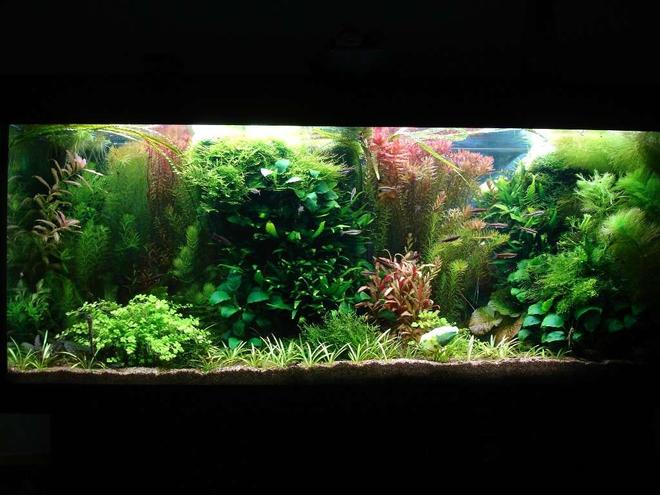 53 gallons planted tank (mostly live plants and fish) - 240L 120 x 40 x 50,
Fluorescent lightning T8: 4 x 38W
Filtration: Eheim 2236 600l/h & Juwel Compact 1000l/h,
CO2 addition, fertilisation with PMDD or Profito twice a week, daily Easycarbo 5ml &  
50-60% water change weekly