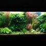 53 gallons planted tank (mostly live plants and fish) - 240L 120 x 40 x 50, Fluorescent lightning T8: 4 x 38W Filtration: Eheim 2236 600l/h & Juwel Compact 1000l/h, CO2 addition, fertilisation with PMDD or Profito twice a week, daily Easycarbo 5ml & 50-60% water change weekly