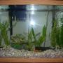55 gallons freshwater fish tank (mostly fish and non-living decorations) - 20 gallon community