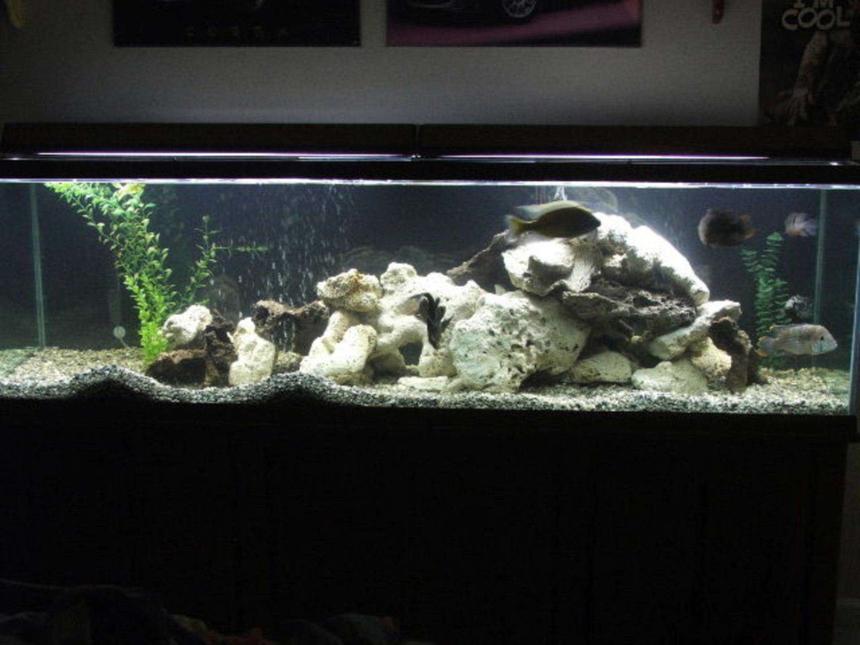 Rated #124: 125 Gallons Freshwater Fish Tank - 125 gallon tank with 5 cichlids and 1 algea eater.