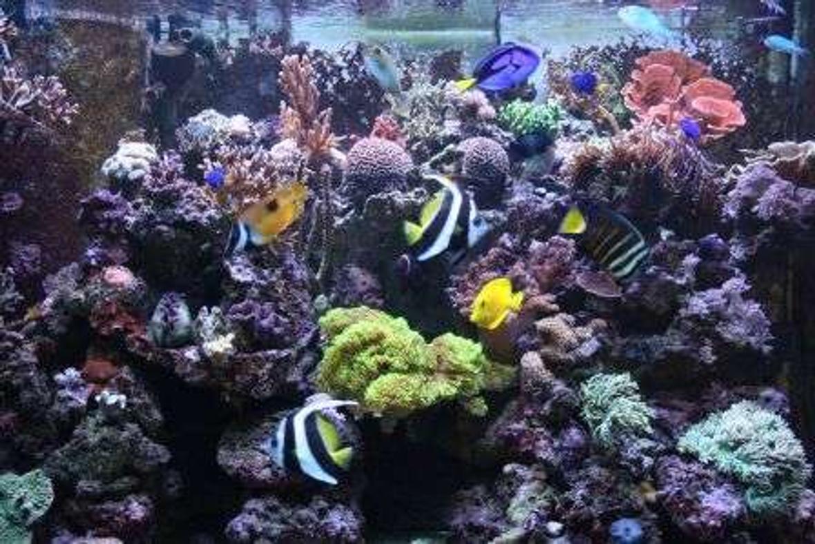 150 gallons reef tank (mostly live coral and fish) - 150g berlin style sump, no substrate 1.5 yrs old