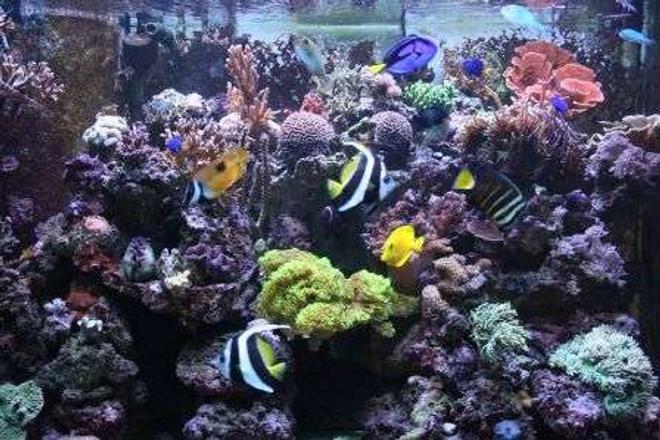 150 gallons reef tank (mostly live coral and fish) - 150g berlin style sump, no substrate 1.5 yrs old