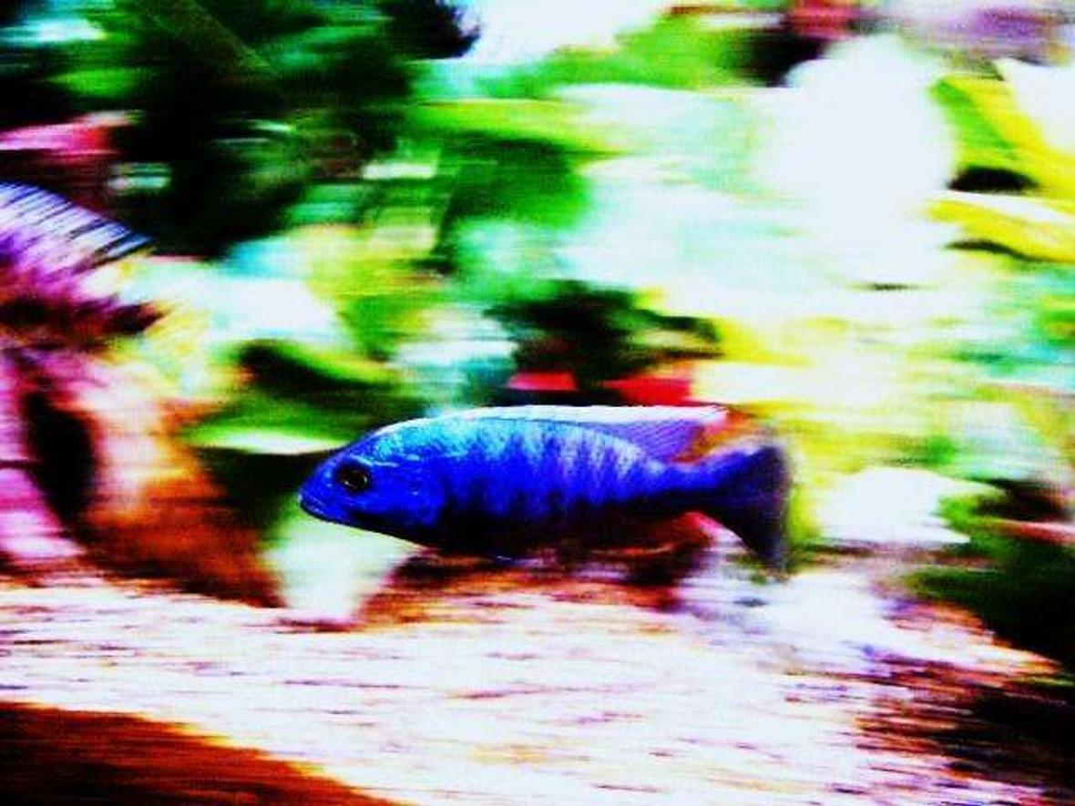freshwater fish - sciaenochromis ahli - electric blue cichlid stocking in 80 gallons tank - electric blue