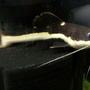 freshwater fish - pimelodus blochii - flat-nosed catfish stocking in 210 gallons tank - RTC 3"