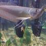 freshwater fish - osteoglossum bicirrhosum - silver arowana stocking in 210 gallons tank - Silver Arowana 7"
