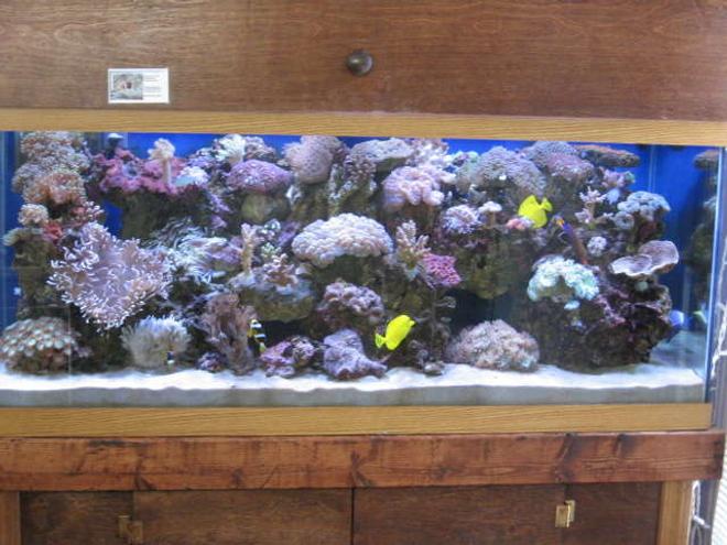 225 gallons reef tank (mostly live coral and fish) - Busy Reef'n