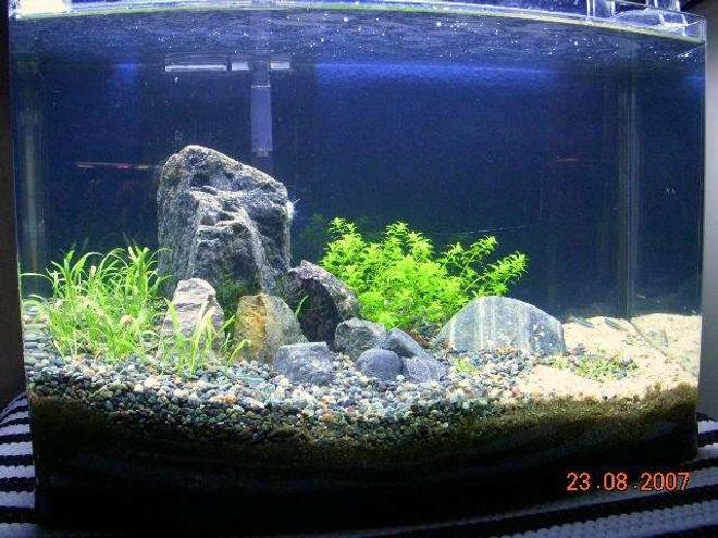 48 gallons planted tank (mostly live plants and fish) - 5 gallon. recently setup (3weeks). external box filter. 36w cf lighting. substrates: geosystem gravel and playground sand mixed with laterite. Plants: Glossostigma, Hemi-Micranthemoides, Lilaeopsis bras. Fish: 13 green neons, 3 cherry shrimps.