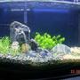 48 gallons planted tank (mostly live plants and fish) - 5 gallon. recently setup (3weeks). external box filter. 36w cf lighting. substrates: geosystem gravel and playground sand mixed with laterite. Plants: Glossostigma, Hemi-Micranthemoides, Lilaeopsis bras. Fish: 13 green neons, 3 cherry shrimps.