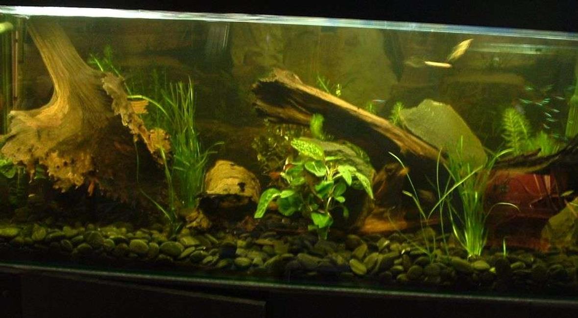 75 gallons freshwater fish tank (mostly fish and non-living decorations) - i hope you like it