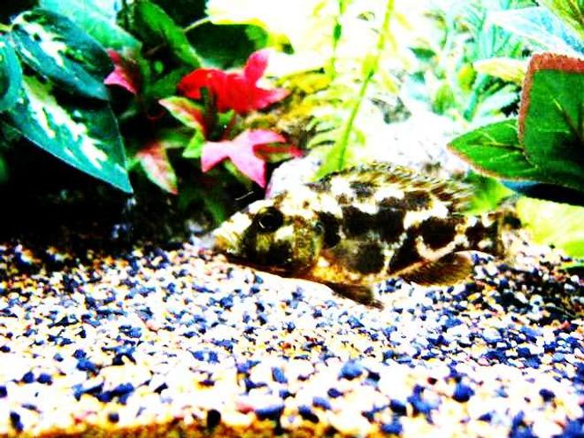 freshwater fish - nimbochromis livingstonii - livingstoni stocking in 80 gallons tank - livingstonii