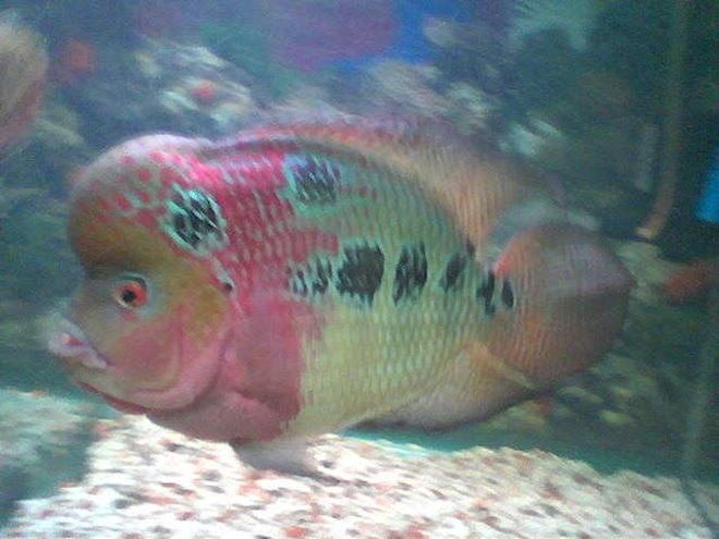 freshwater fish - cichlasoma sp. - flower horn cichlid stocking in 50 gallons tank - this is my 3yrs old jumong my flowerhorn